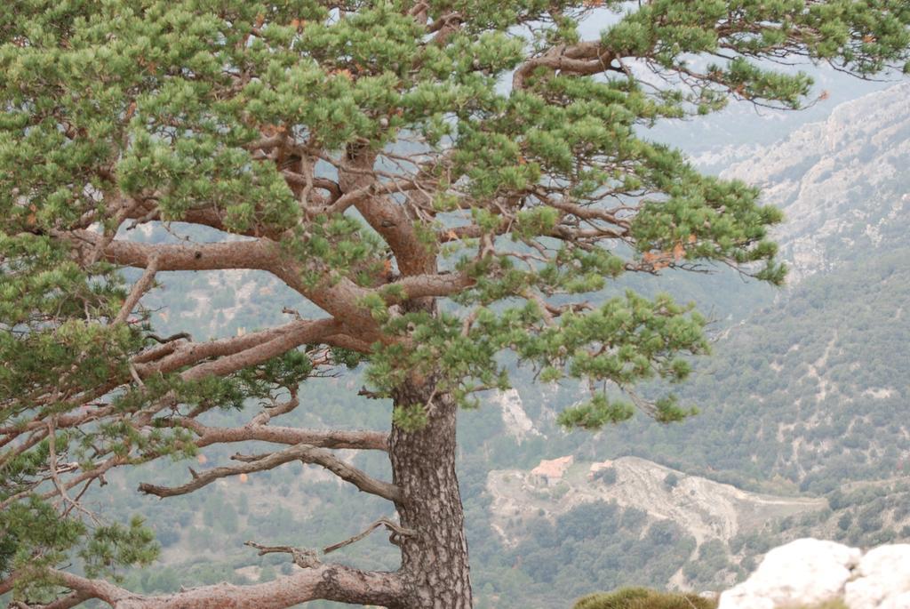 Masia De La Serra De La Cogulla Peñarroya de Tastavins エクステリア 写真